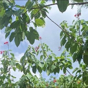 Meet your Posher, Hallie